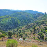 Sul Informação - Projeto Renature Monchique está a ser «grande oportunidade» para ajudar a serra a renascer