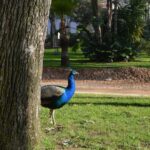 Sul Informação - Jardim da Alameda será «devolvido aos farenses entre Março e Abril»