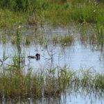 Sul Informação - Câmara de Loulé cria Reserva Natural Local da Foz do Almargem e do Trafal
