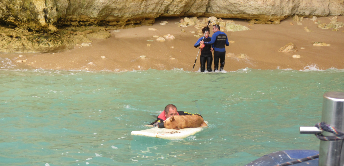 Sul Informação - Cão preso em arriba de Lagoa resgatado a partir do mar