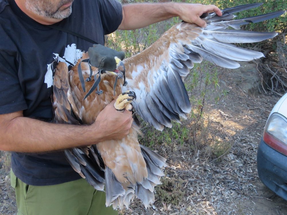 Sul Informação - Jovem águia-imperial-ibérica é hoje devolvida à natureza em Mértola
