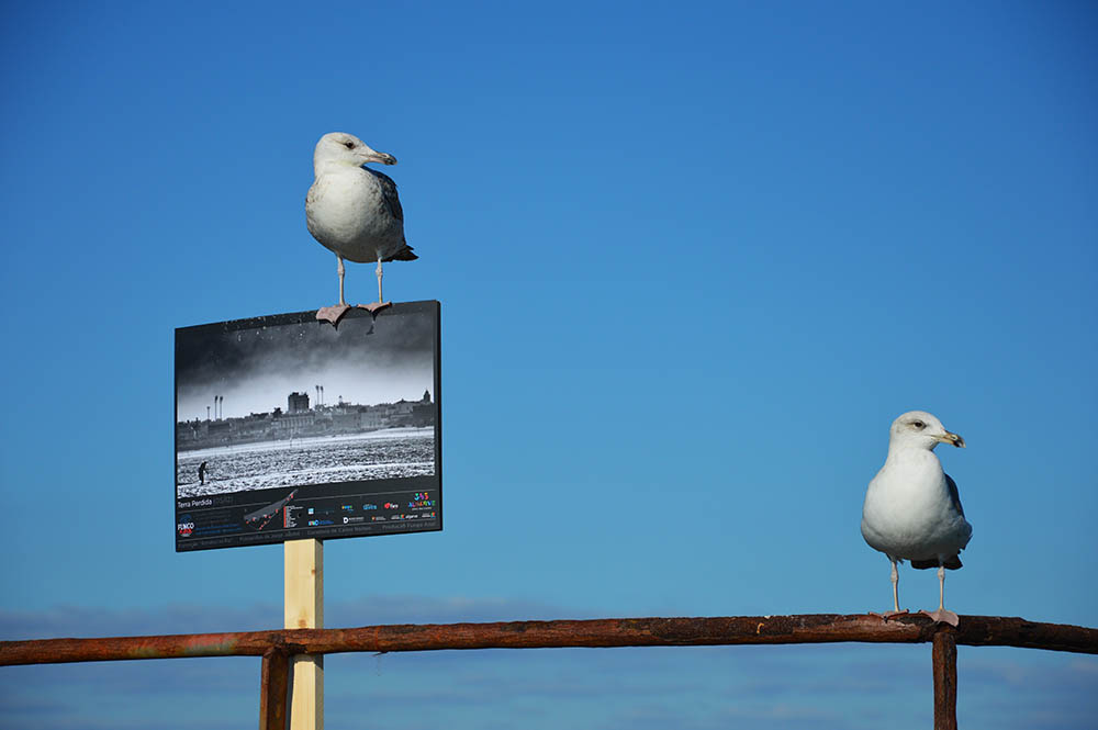 Sul Informação - «Retratos na Ria» ou as gaivotas que apreciam arte