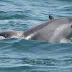 Sul Informação - Empresa Dream Wave avistou oito espécies de cetáceos na costa algarvia em 2016 (com fotos)