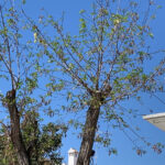 Sul Informação - Como se classifica a destruição do património natural de uma cidade?