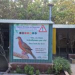 Sul Informação - Zoo de Lagos já está a ajudar a aumentar os números da quase extinta Rola de Socorro
