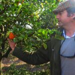Sul Informação - E que tal visitar a Rota da Laranja de Silves na companhia de Al-Mutamid ou João de Deus?