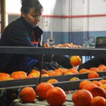 Sul Informação - E que tal visitar a Rota da Laranja de Silves na companhia de Al-Mutamid ou João de Deus?