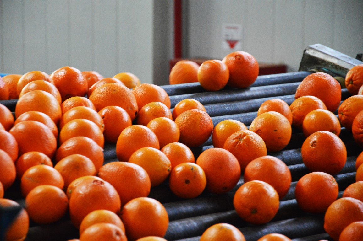 Sul Informação - Continente compra 14,5 mil toneladas de laranjas do Algarve
