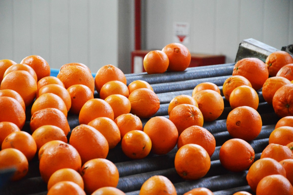 Sul Informação - E que tal visitar a Rota da Laranja de Silves na companhia de Al-Mutamid ou João de Deus?