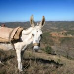 Sul Informação - Imagens de um singular Algarve