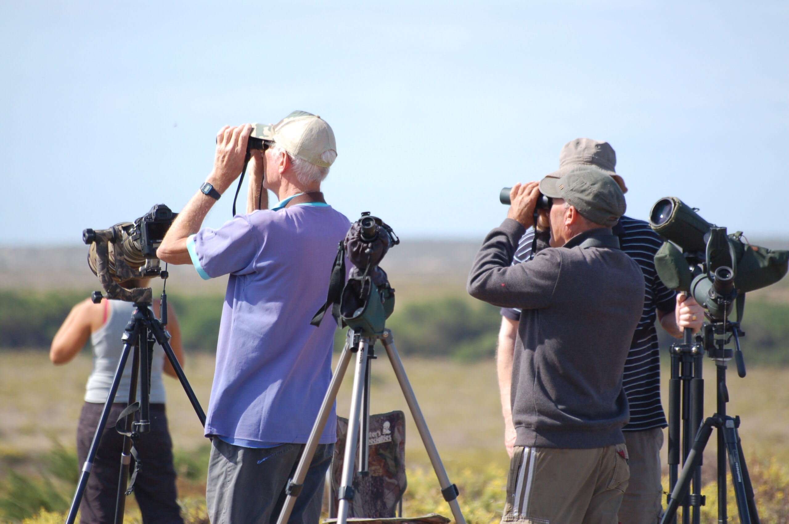 Sul Informação - Binóculos a postos: está quase aí o Festival de Observação de Aves em Sagres