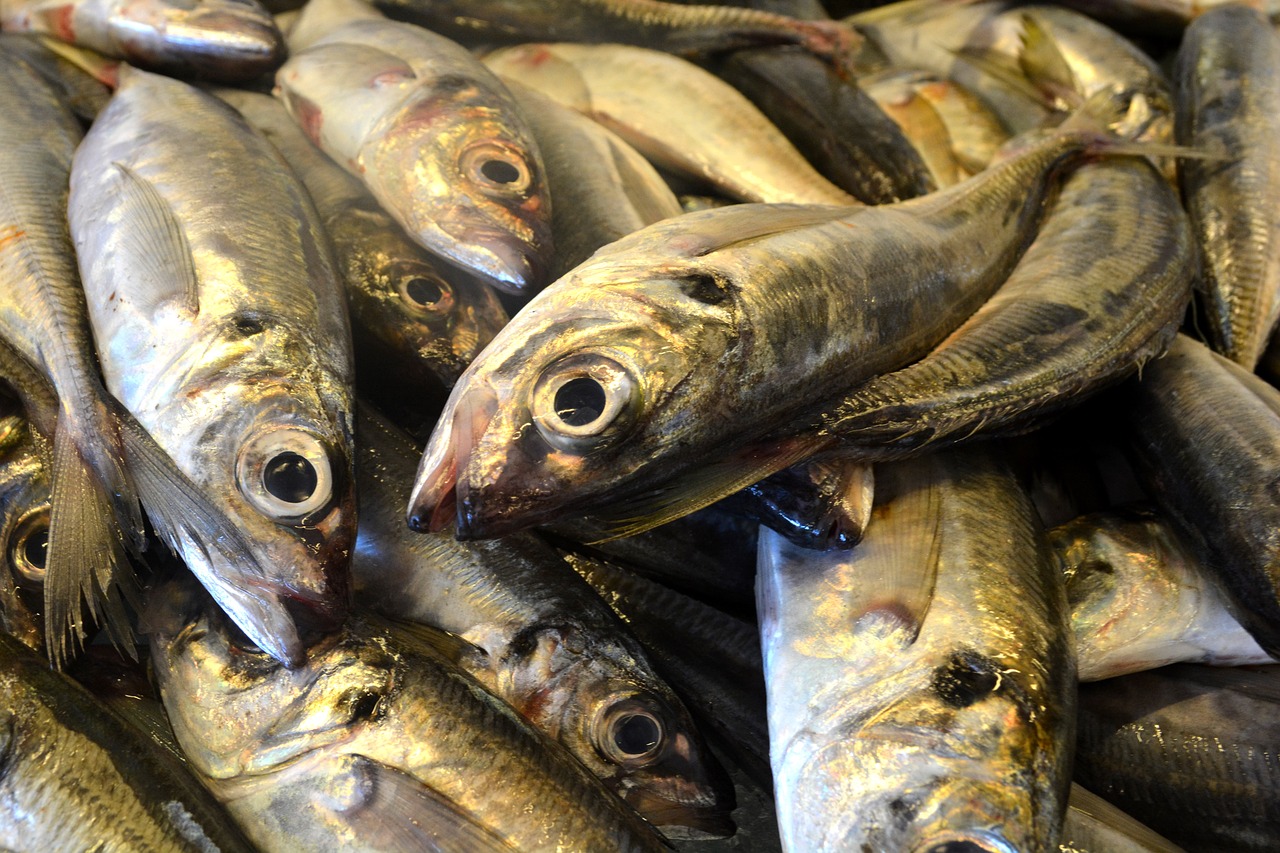 Sul Informação - Pescado descarregado em Olhão e VRSA subiu mais de 50% no primeiro trimestre