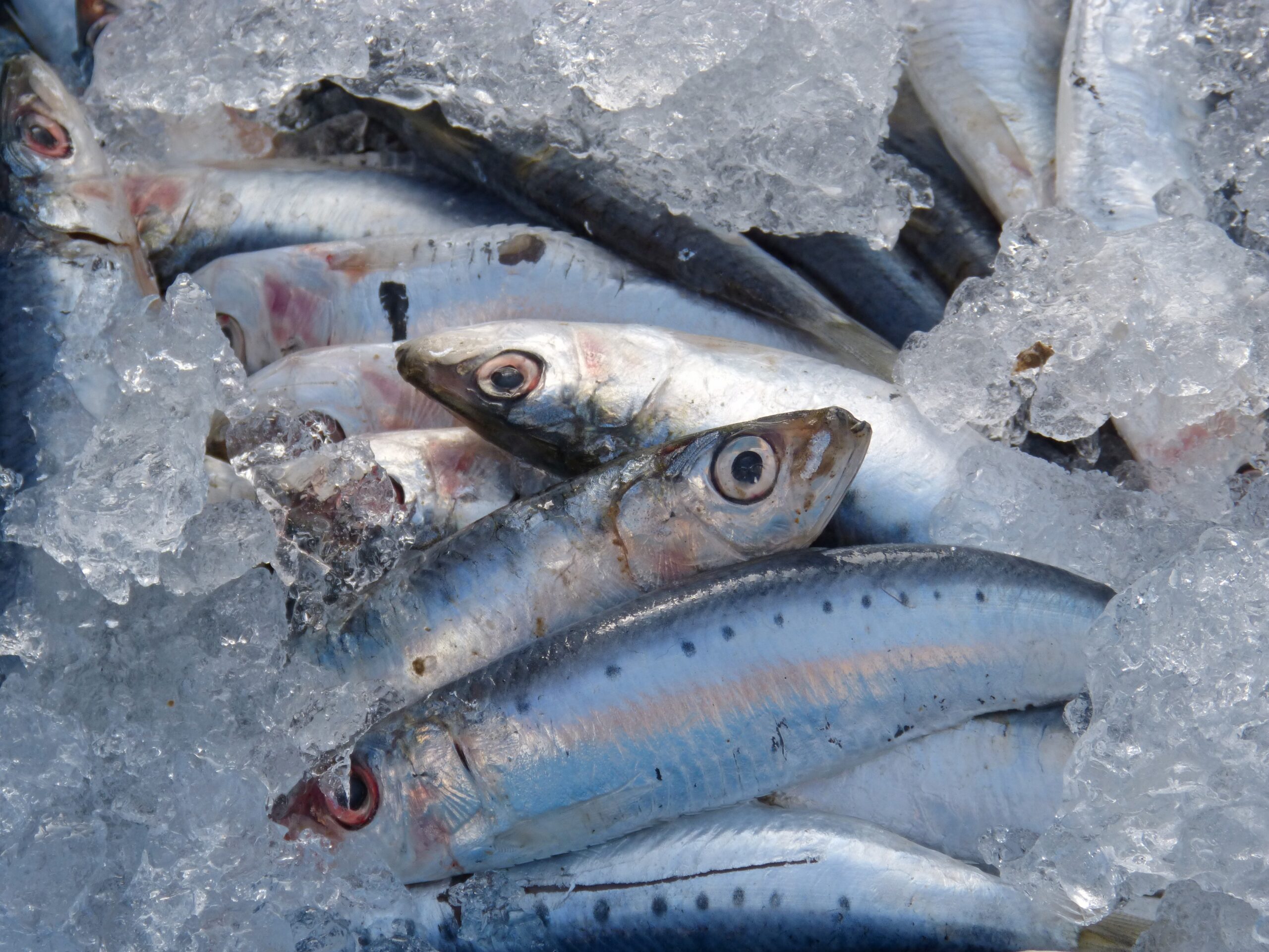 Sul Informação - Docapesca nega qualquer irregularidade na compra de sardinha na lota de Quarteira