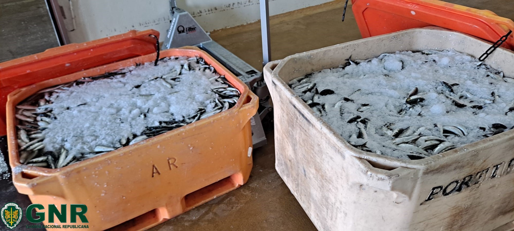 Sul Informação - 600 quilos de sardinha pescada a mais apreendidos em Portimão