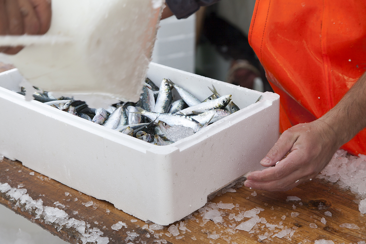 Sul Informação - Depois da escassez, Covid-19 pode criar problemas de excesso de sardinha aos pescadores