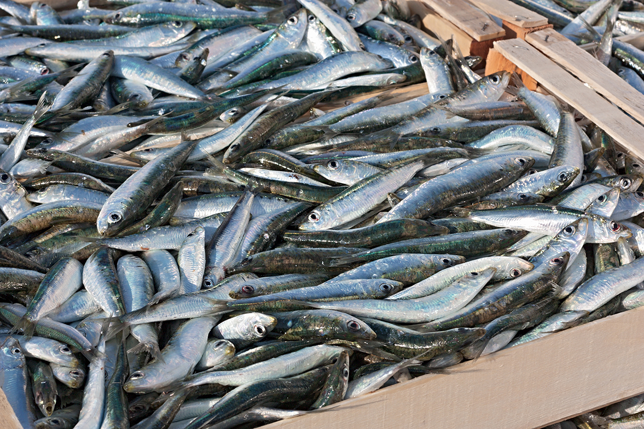 Sul Informação - Câmara Municipal de Lagos aprova Moção de Apoio aos pescadores e às empresas da pesca da sardinha