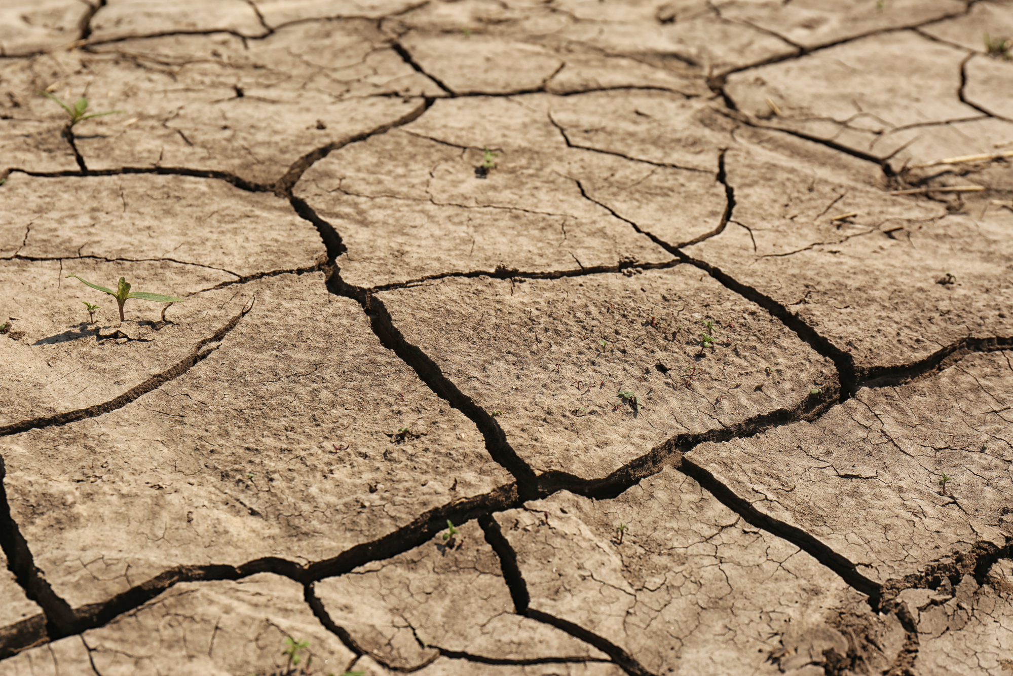 Sul Informação - Cabeças de lista pelo Algarve debatem a seca e seus efeitos na agricultura