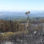Sul Informação - Incêndios da Fóia e Porto de Lagos consumiram 400 hectares em 26 horas