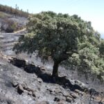 Sul Informação - Incêndios da Fóia e Porto de Lagos consumiram 400 hectares em 26 horas