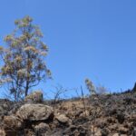 Sul Informação - Incêndios da Fóia e Porto de Lagos consumiram 400 hectares em 26 horas