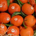 Sul Informação - Silves é a capital da Laranja por mais um dia