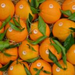 Sul Informação - Silves é a capital da Laranja por mais um dia