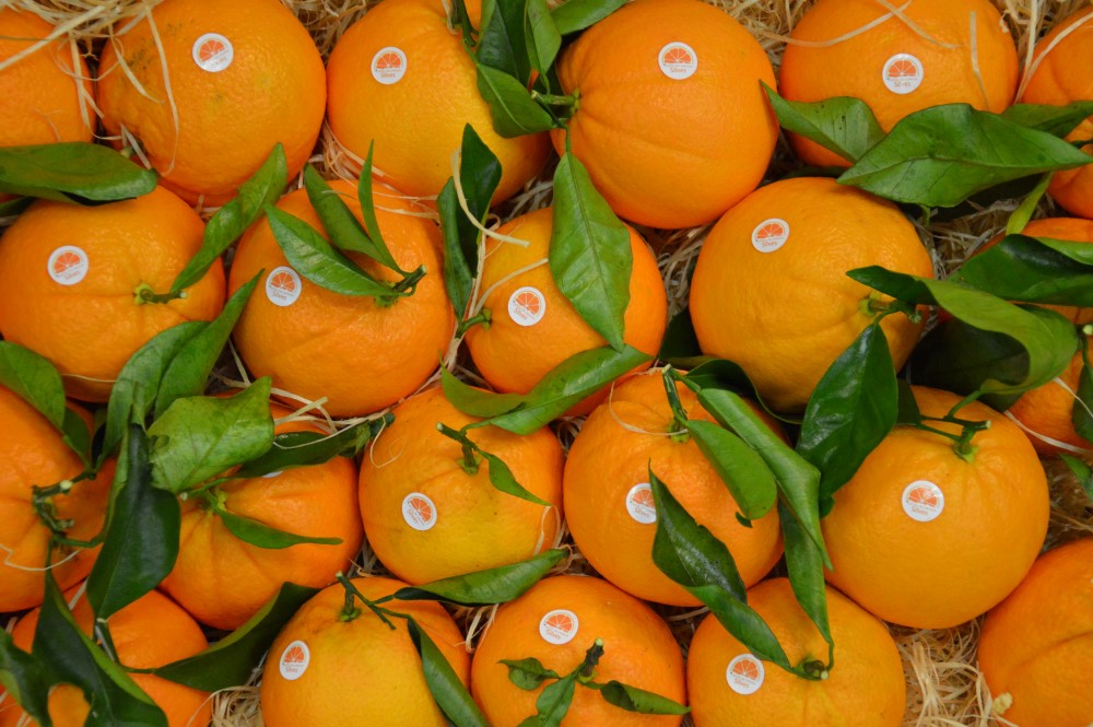 Sul Informação - Silves é a capital da Laranja por mais um dia