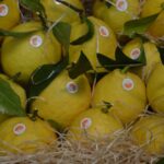 Sul Informação - Silves é a capital da Laranja por mais um dia