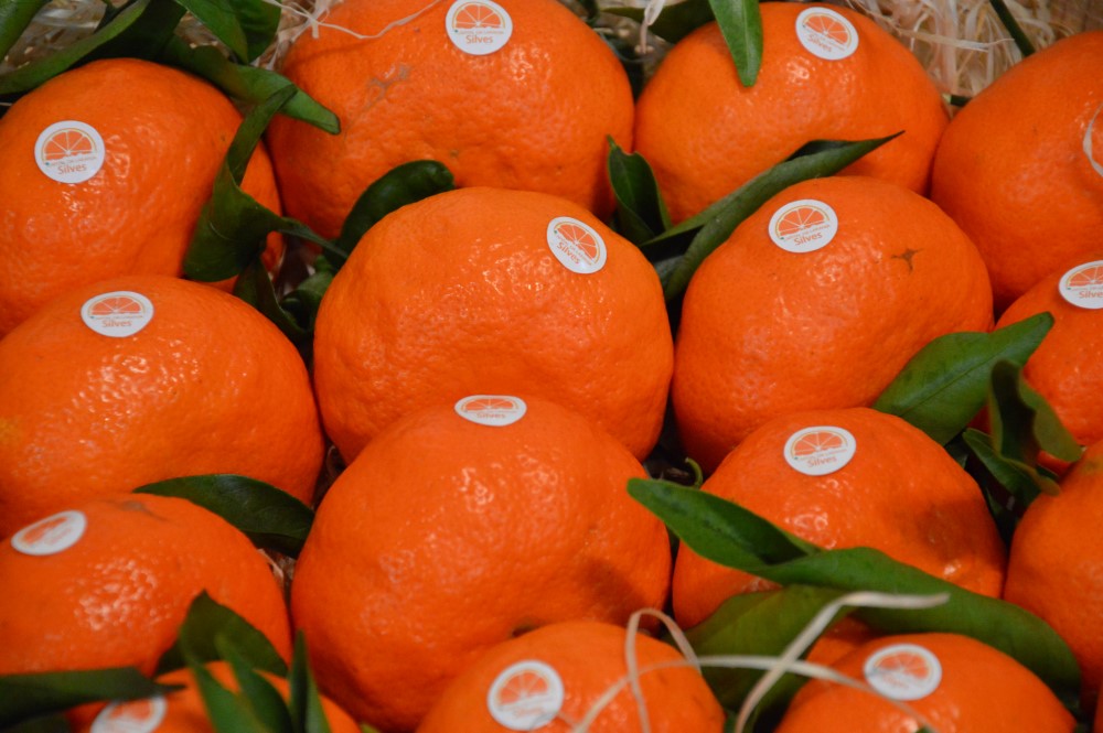 Sul Informação - Silves é a capital da Laranja por mais um dia