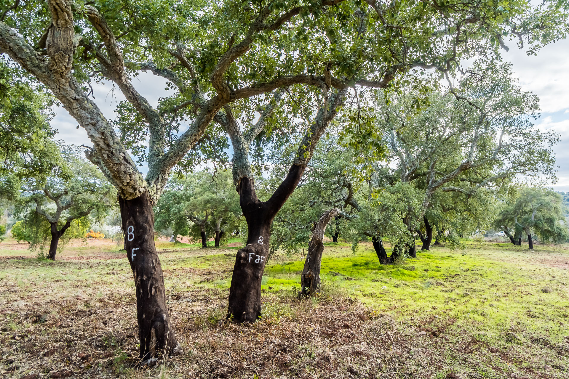 Sul Informação - Engenheiros, cientistas e investigadores debatem futuro da floresta mediterrânica no Algarve