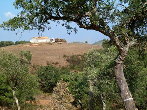 Sul Informação - Quercus denuncia abate ilegal de sobreiros no PN do Sudoeste Alentejano e Costa Vicentina