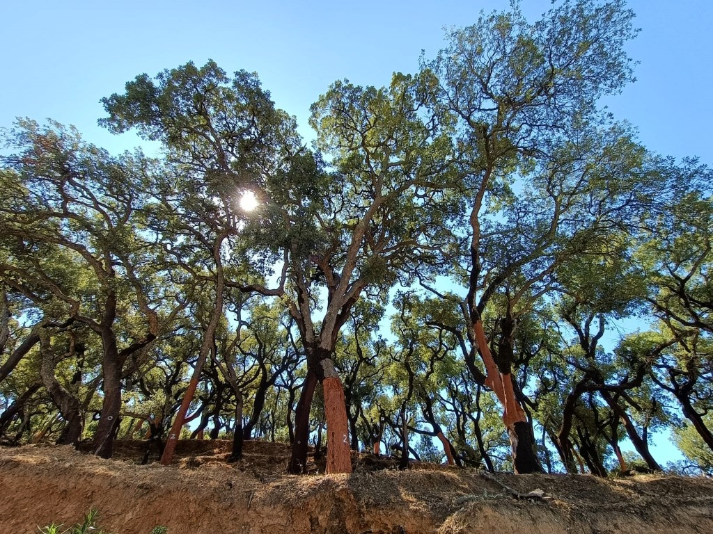 Sul Informação - Câmara Municipal de Moura e Liga para a Protecção da Natureza estabelecem protocolo