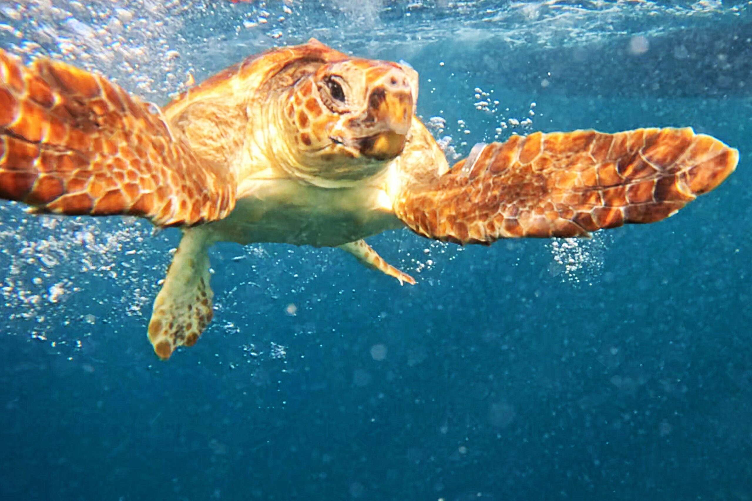 Sul Informação - Porto d’Abrigo do Zoomarine recuperou e devolveu ao mar mais duas tartarugas marinhas