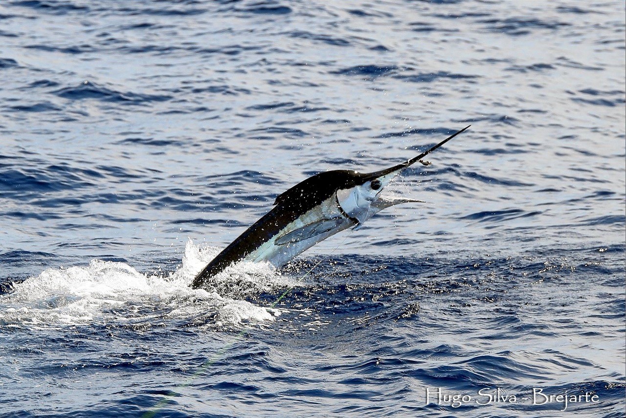 Sul Informação - Pescadores de elite competem em Tavira por um lugar no mundial