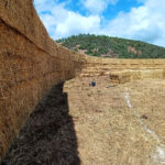 Sul Informação - A cultura é para ser comida pelas vacas? Com o Lavrar o Mar, sim!