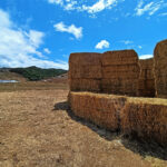 Sul Informação - A cultura é para ser comida pelas vacas? Com o Lavrar o Mar, sim!