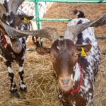 Sul Informação - Com cabras, o seu queijo e outros “amigos” se faz a Feira de Maio no Azinhal