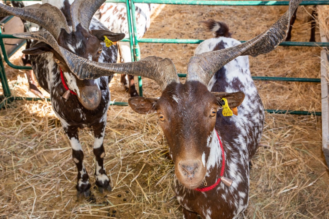 Sul Informação - Com cabras, o seu queijo e outros “amigos” se faz a Feira de Maio no Azinhal