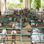 Sul Informação - Com cabras, o seu queijo e outros “amigos” se faz a Feira de Maio no Azinhal