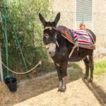 Sul Informação - Com cabras, o seu queijo e outros “amigos” se faz a Feira de Maio no Azinhal