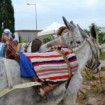 Sul Informação - Fotogaleria: Terra de Maio volta a levar ao Azinhal saberes, sabores e animação