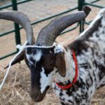Sul Informação - Fotogaleria: Terra de Maio volta a levar ao Azinhal saberes, sabores e animação