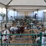 Sul Informação - Fotogaleria: Terra de Maio volta a levar ao Azinhal saberes, sabores e animação