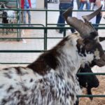 Sul Informação - Fotogaleria: Terra de Maio volta a levar ao Azinhal saberes, sabores e animação