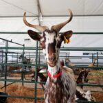 Sul Informação - Terra de Maio voltou a juntar o melhor do Baixo Guadiana no Azinhal