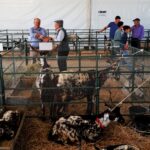 Sul Informação - Terra de Maio voltou a juntar o melhor do Baixo Guadiana no Azinhal