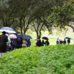 Sul Informação - Terras sem Sombra, o festival alentejano que até consegue pôr a embaixadora dos EUA a plantar sobreiros