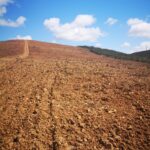 Sul Informação - Limpeza de terrenos para prevenir incêndios já começou nas Terras do Infante