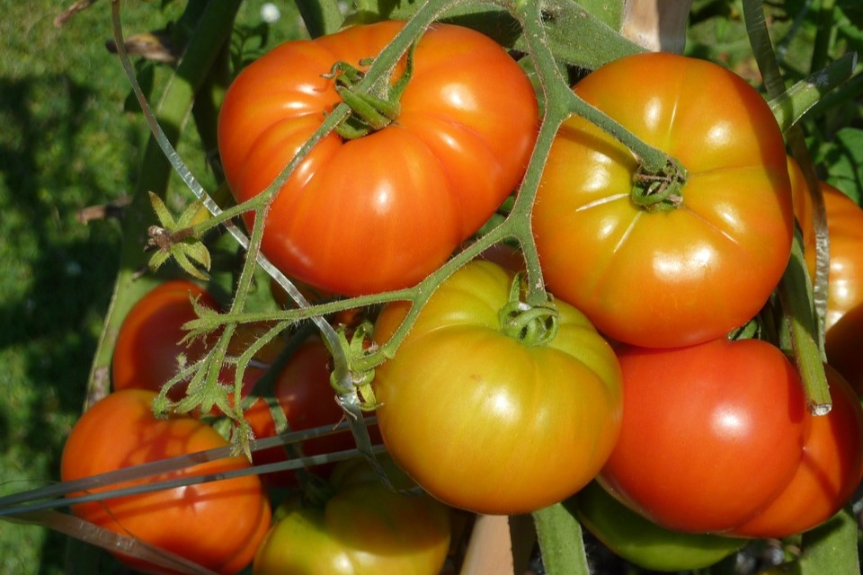 Sul Informação - Semana gastronómica do tomate chega a oito restaurantes da Vidigueira