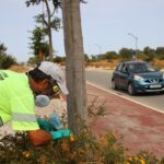Sul Informação - Castro Marim trata das suas árvores para prevenir e controlar pragas